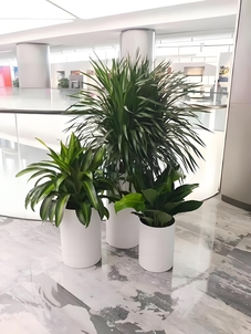 宁波鄞州花卉出租价格