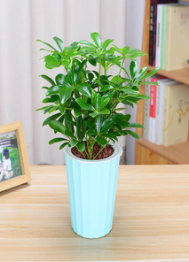 绝妙前湾花卉出租设计，营造梦幻花卉世界