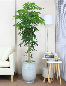 选择奉化花卉租赁，畅享绿植环绕的美好生活